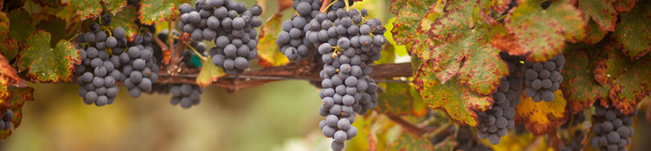 French Grapes in the Fall