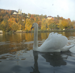 Swan_outside_window