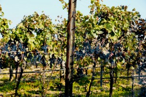 Mosel River Cruise