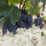 Grapes in Bordeaux
